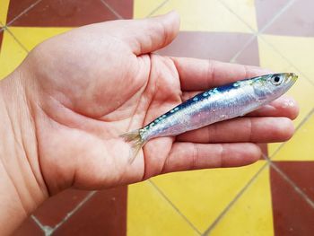 Close-up of hand holding fish