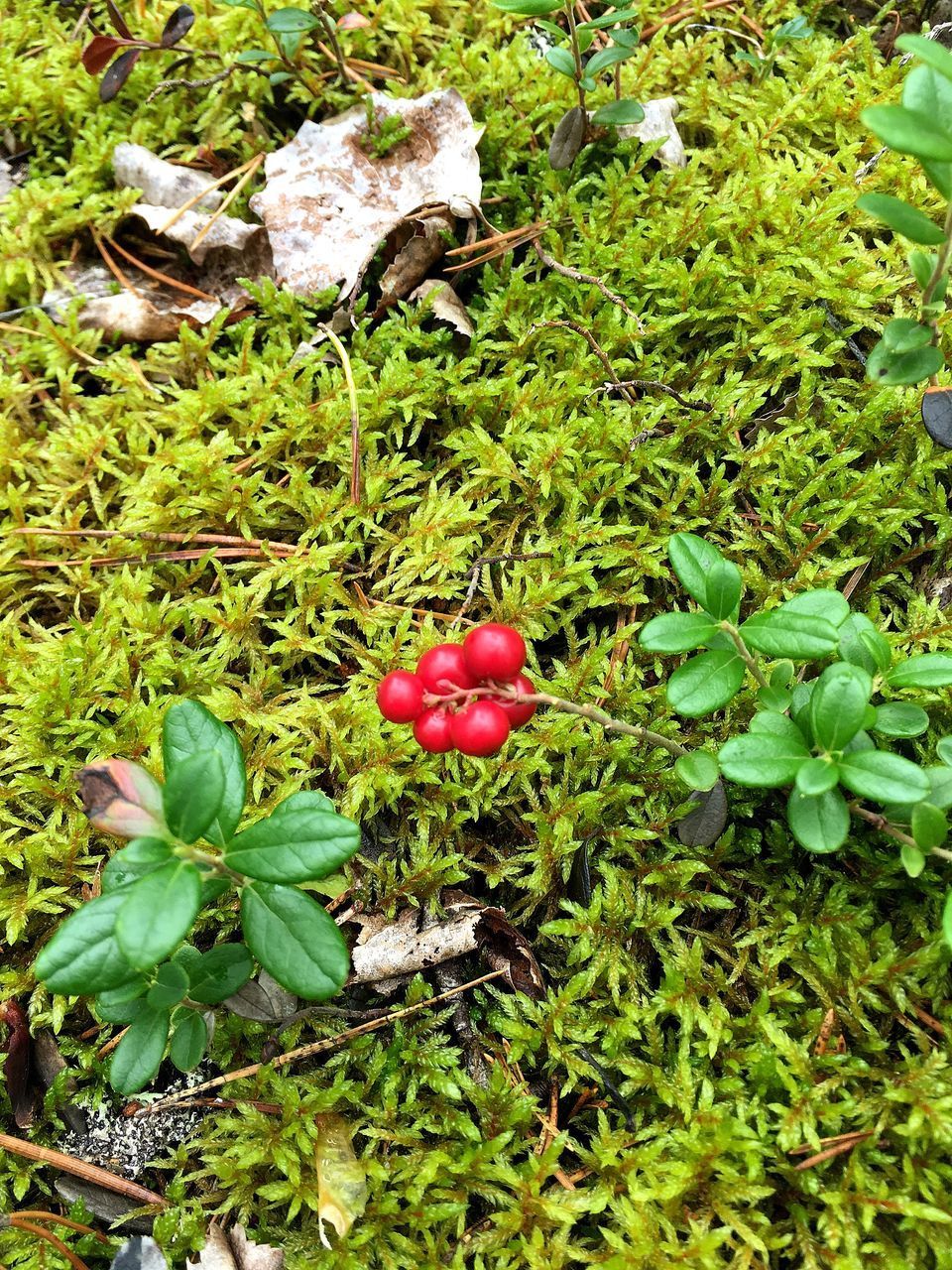 HIGH ANGLE VIEW OF FRUITS GROWING ON GRASS