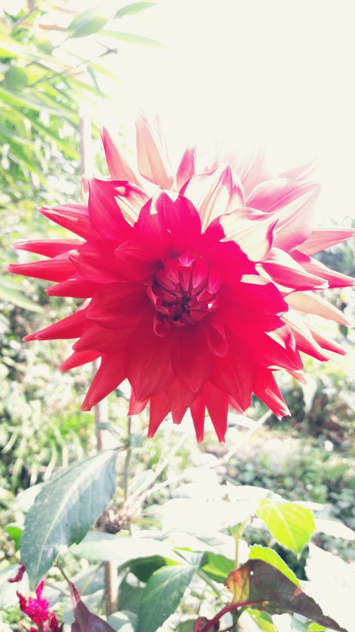 CLOSE-UP OF PINK AND RED FLOWER