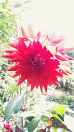 Close-up of pink flower