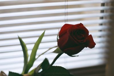 Close-up of red rose