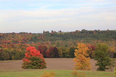 Scenic view of trees against cloudy sky