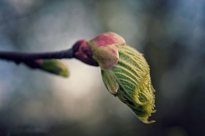 Close-up of fresh green plant