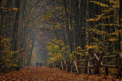 Trees and plants in forest during autumn