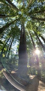 Low angle view of sunlight streaming through trees in forest