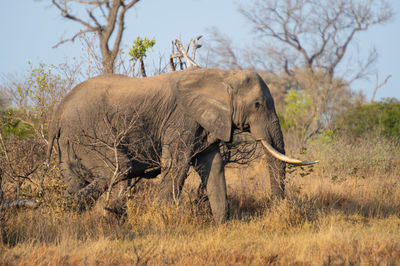 Elephants drinking water