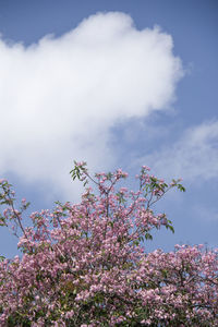 Low angle view of cherry blossoms against sky