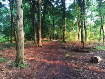 Trees in forest