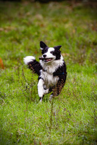 Border collie dog having fun on the meadow