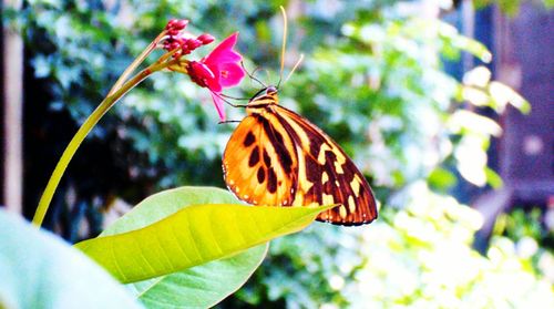 Close-up of butterfly perching on flower