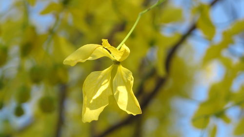 Close-up of yellow flower