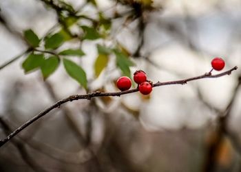 Close-up of cherries on tree