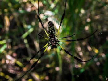 Spider belly with beautiful color patterns.