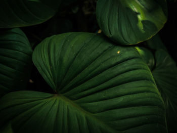 Close-up of fresh green leaves