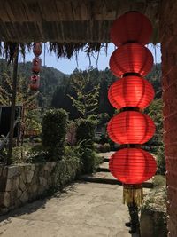 Illuminated lanterns hanging by tree