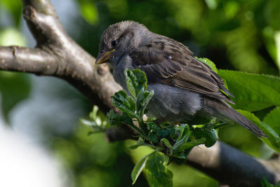 Close-up of bird perching on tree