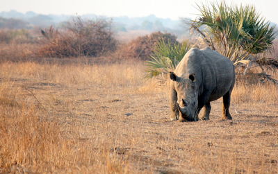 Rhino on safari