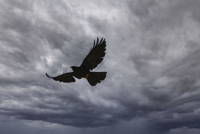 Low angle view of bird flying against sky