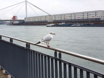 Seagull perching on railing