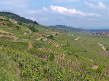 Scenic view of agricultural field against sky