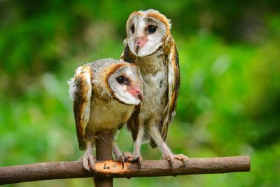 Close-up of barn owls perching on stick