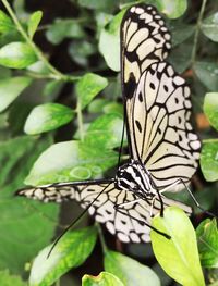 Butterfly on leaf