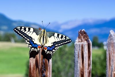 Close-up of butterfly on wooden post