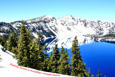 Pine trees on snowcapped mountains against clear blue sky