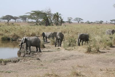 Elephants on field