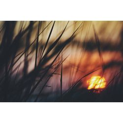 View of trees at sunset