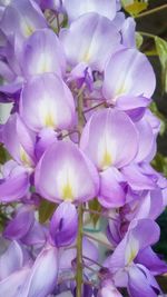 Close-up of purple flowers