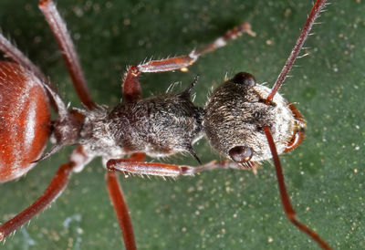 Close-up of insect on plant