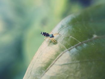 Close-up of insect on leaf