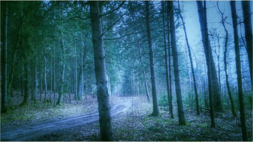 Trees in forest