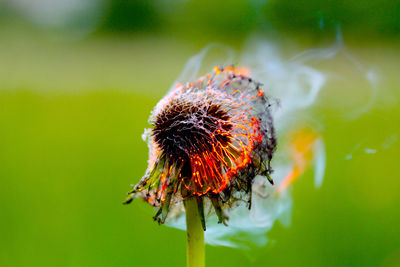 Close-up of wilted dandelion