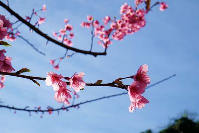 Low angle view of pink flowers blooming on twig against sky