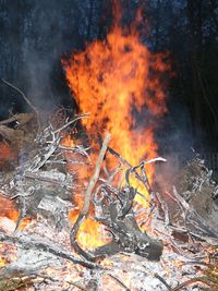 View of fire in the forest