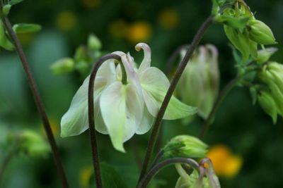 Close-up of white flowers