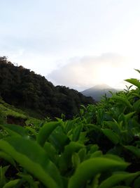 Plants growing on land against sky