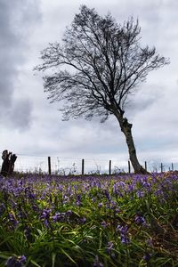 Flowers growing on field against blue sky