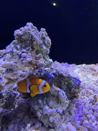 Close-up of fish swimming in sea