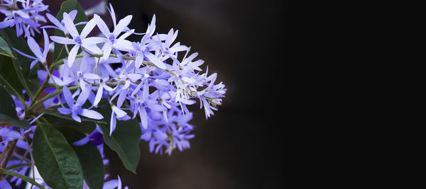 Close-up of purple flowers