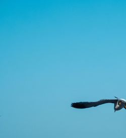 Low angle view of bird flying against clear blue sky