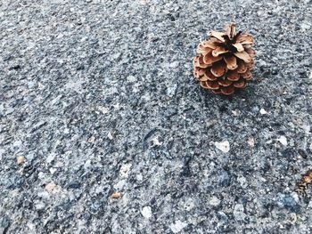 High angle view of pine cone on rock