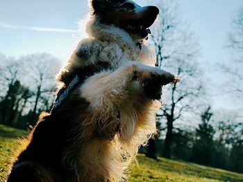 Close-up of dog on field against sky