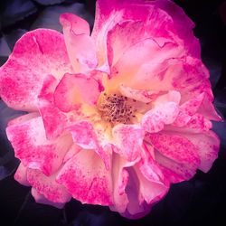 Close-up of pink flowers