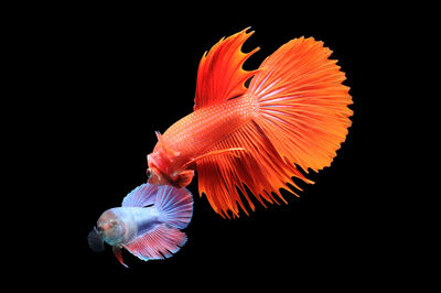 Close-up of fish swimming in sea