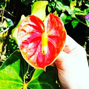 Close-up of hand holding red flower