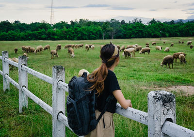 Back view point of young women backpack standing at fence and looking at sheep in the plain