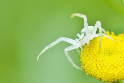 Close-up of white flower